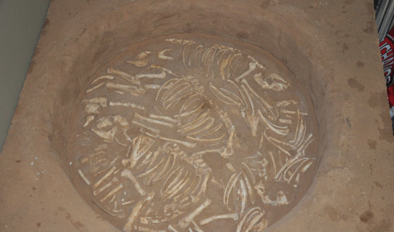 Enterramiento animal encontrado en soto henares